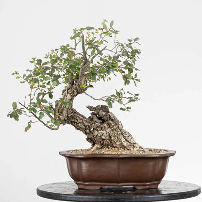 Bonsái yamadori de roble en estilo moyogi y tamaño chuhin