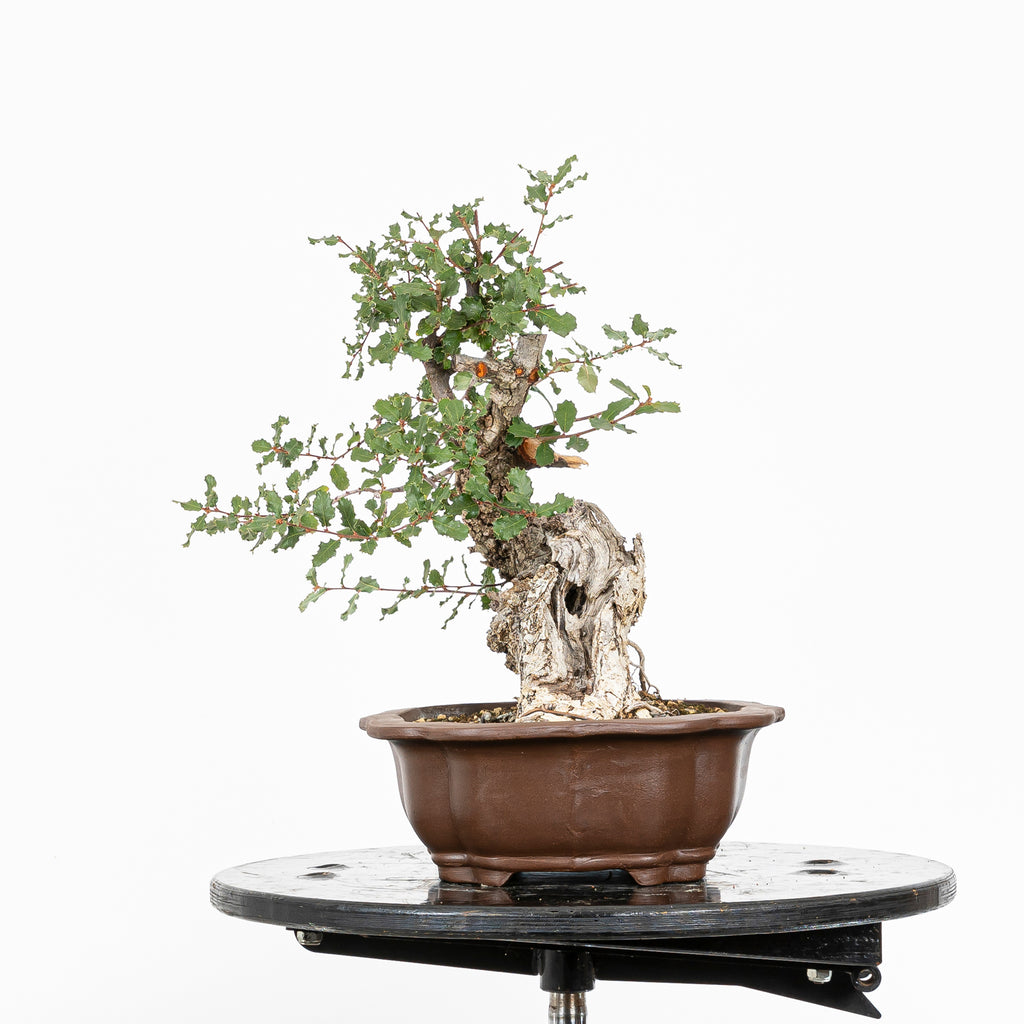 "Chuhin Slanted" Bonsai - Portuguese Oak (Quercus faginea)