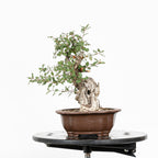"Chuhin Slanted" Bonsai - Portuguese Oak (Quercus faginea)