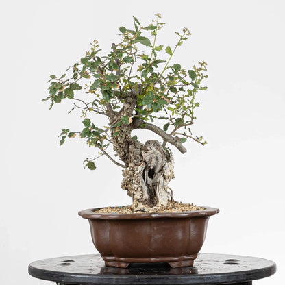 Cara derecha de bonsái de roble