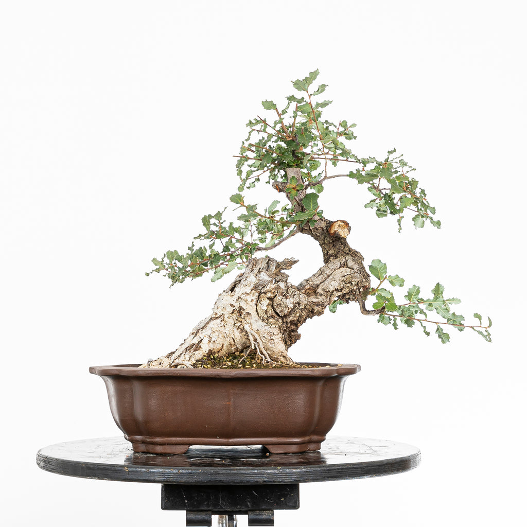 "Chuhin Slanted" Bonsai - Portuguese Oak (Quercus faginea)