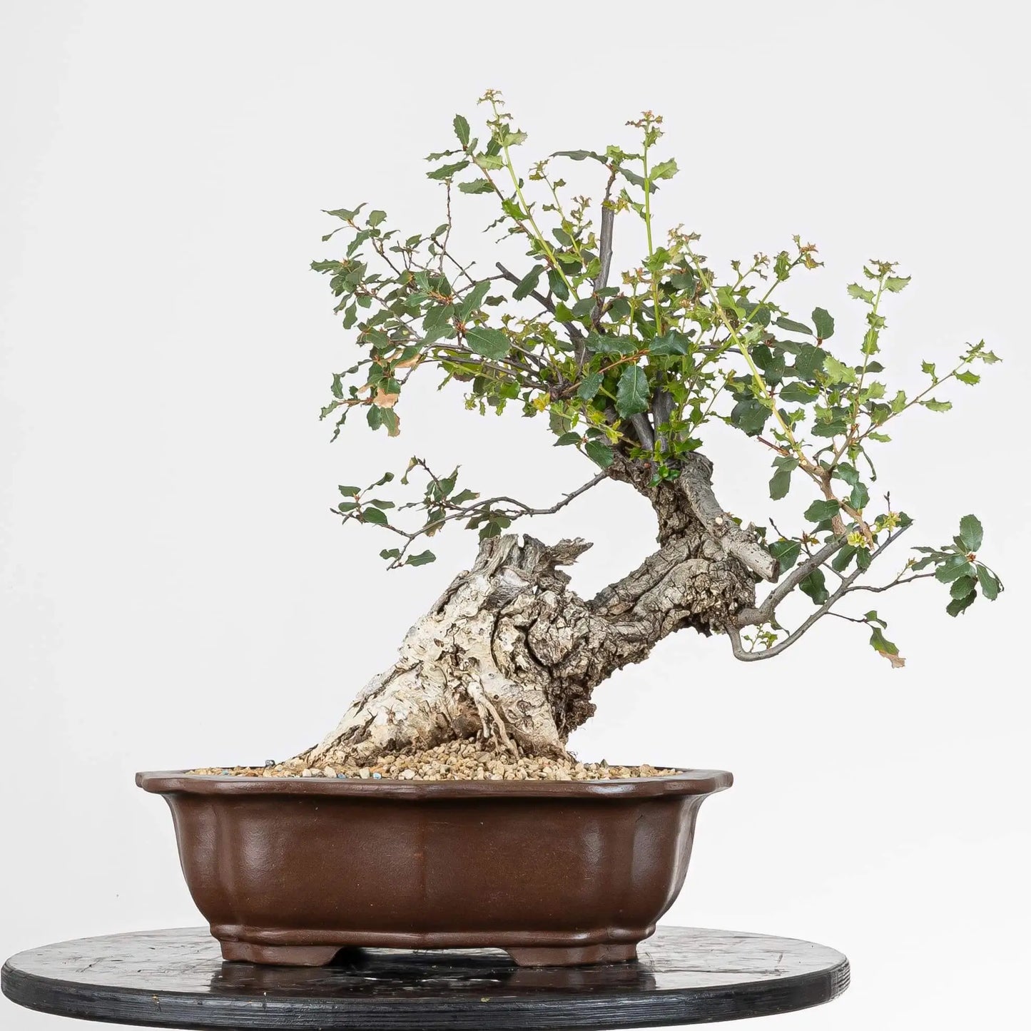 Cara trasera de bonsai de roble