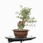 "Chuhin Slanted" Bonsai - Portuguese Oak (Quercus faginea)