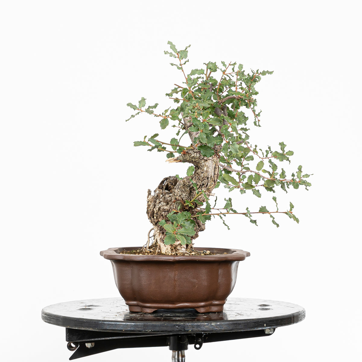 Bonsai "Chuhin Inclinato" - Quercia faginea (Quercus faginea)