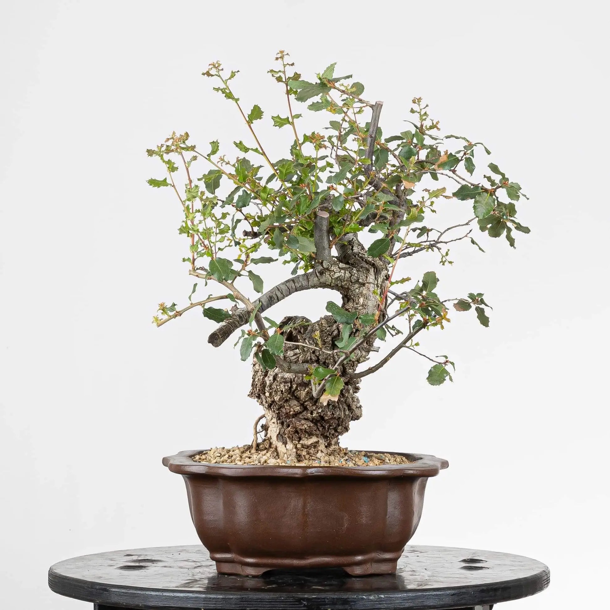 Cara izquierda de bonsai de roble