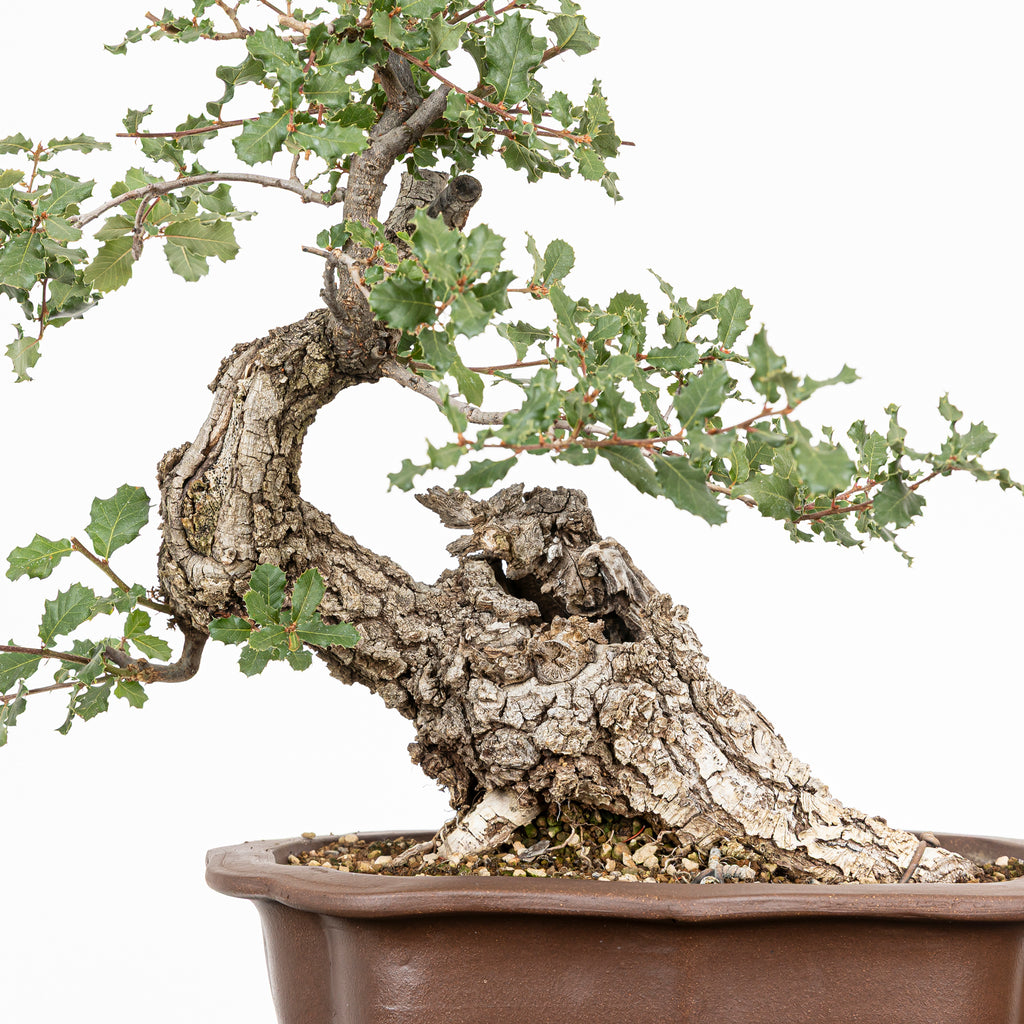 "Chuhin Slanted" Bonsai - Portuguese Oak (Quercus faginea)