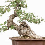 "Chuhin Slanted" Bonsai - Portuguese Oak (Quercus faginea)