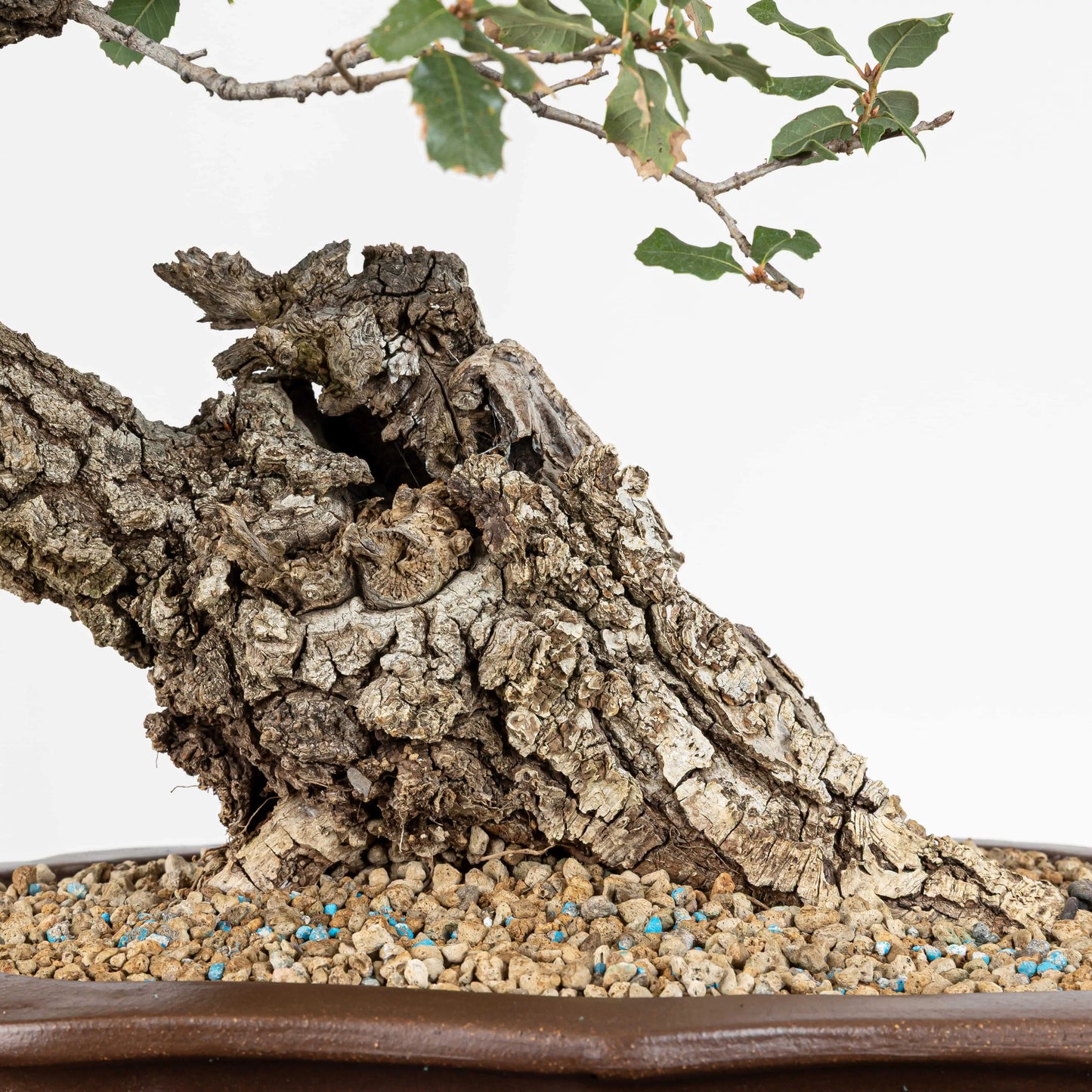 Detalle de base de bonsái con corteza