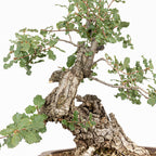 "Chuhin Slanted" Bonsai - Portuguese Oak (Quercus faginea)
