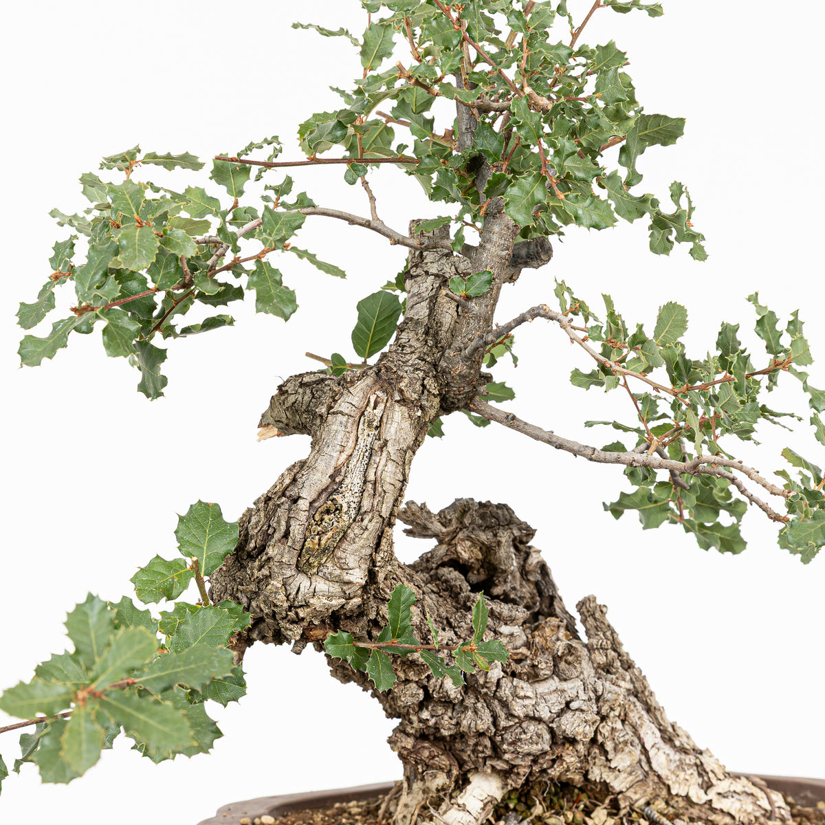 "Chuhin Slanted" Bonsai - Portuguese Oak (Quercus faginea)