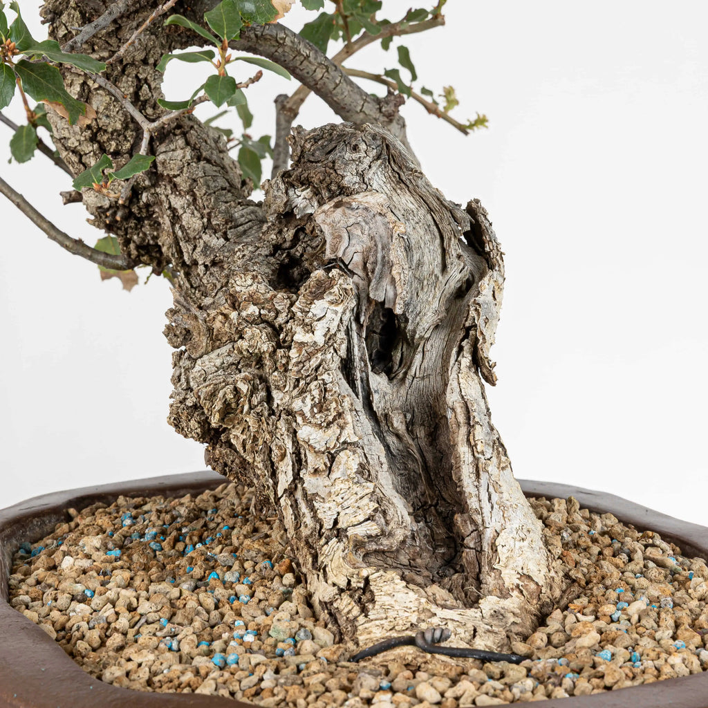 Detalle de shari