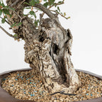 Detalle de shari