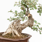 "Chuhin Slanted" Bonsai - Portuguese Oak (Quercus faginea)