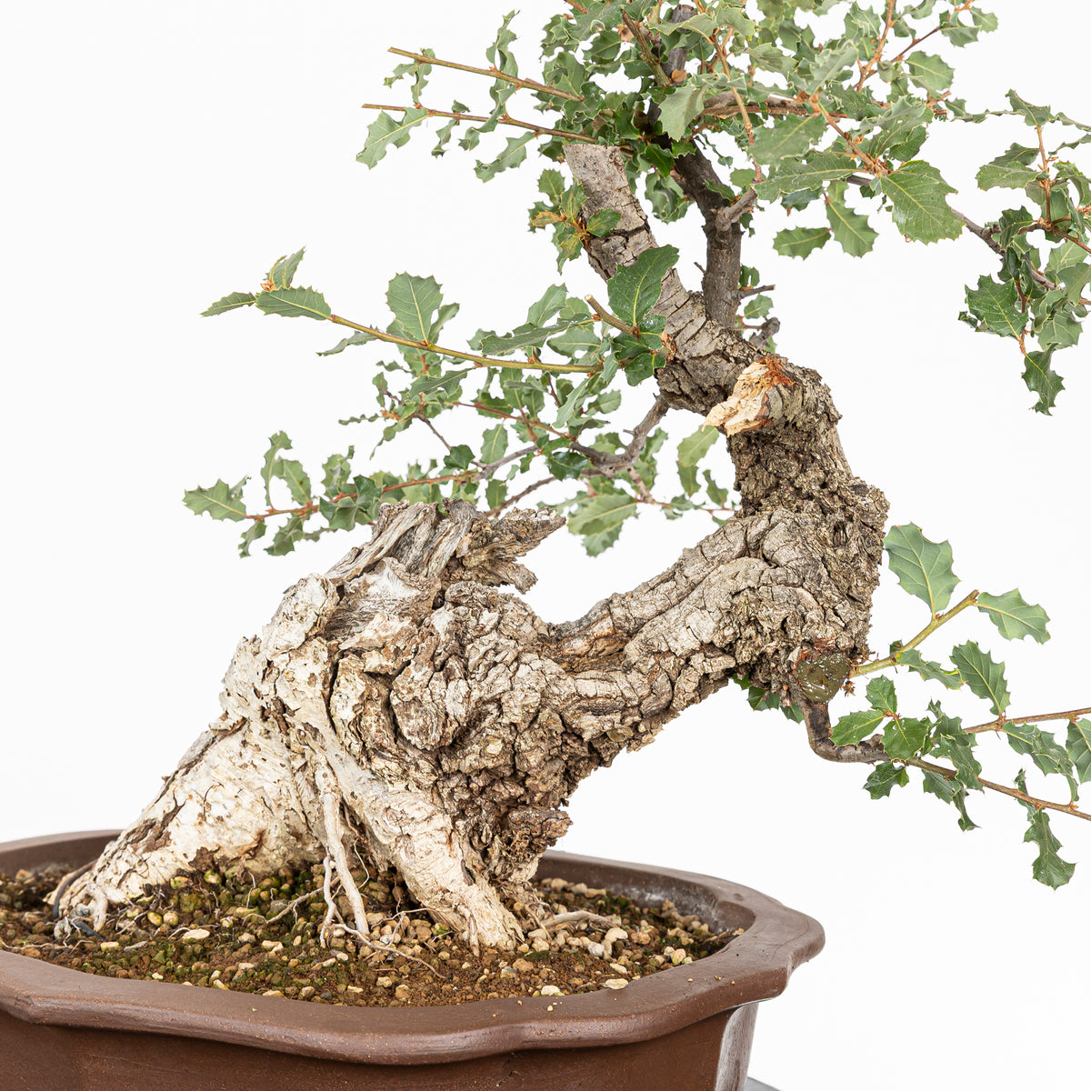 "Chuhin Slanted" Bonsai - Portuguese Oak (Quercus faginea)