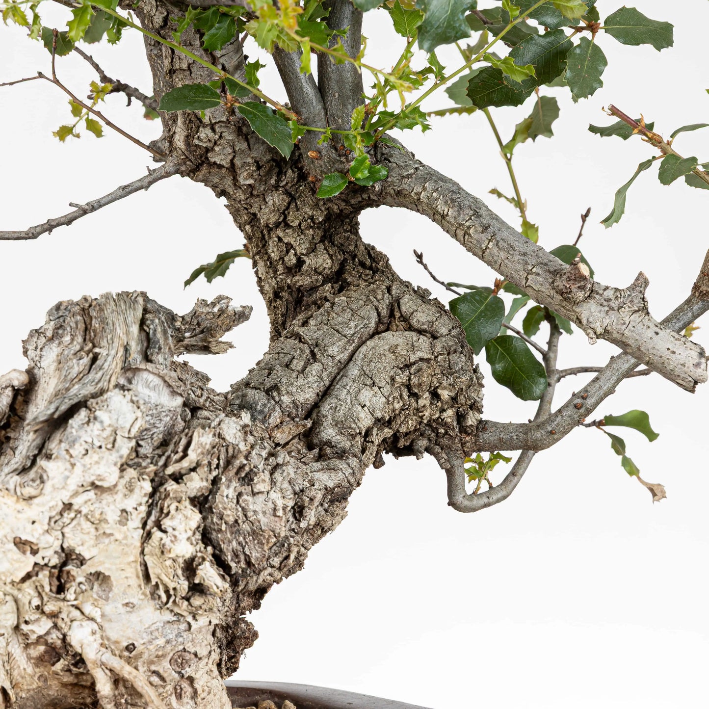 Detalle de corteza y ramas