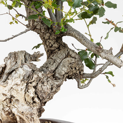 Detalle de corteza y ramas