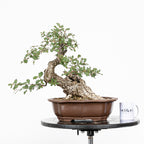 "Chuhin Slanted" Bonsai - Portuguese Oak (Quercus faginea)