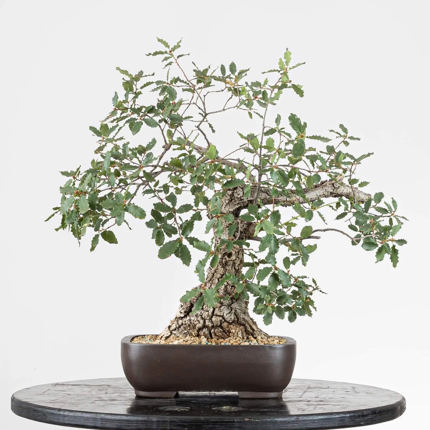 Frente de bonsai de quercus faginea de origen yamadori.