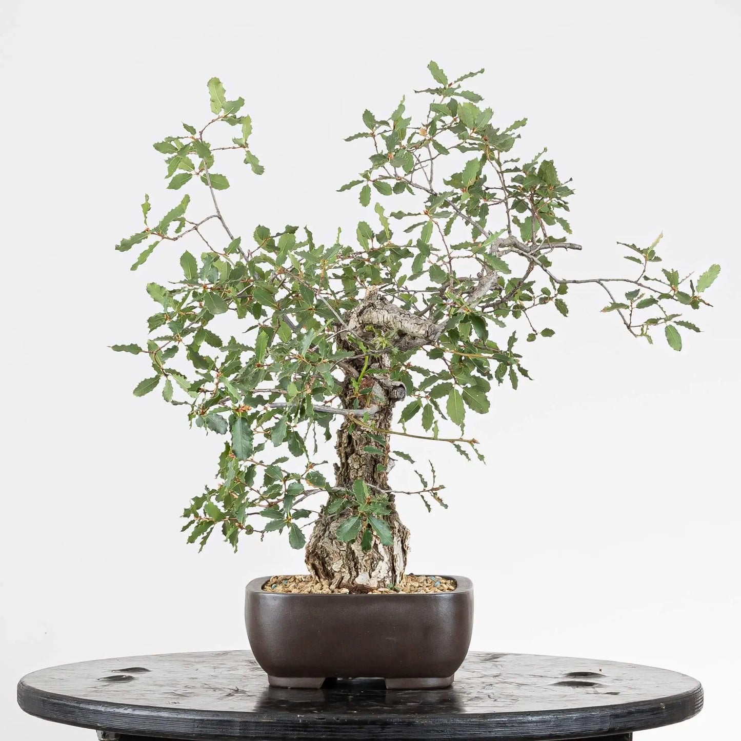 Lateral izquierdo de yamadori de roble