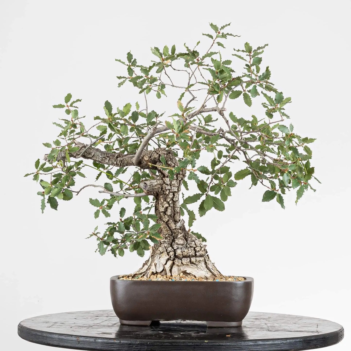 Cara trasera de araki de roble