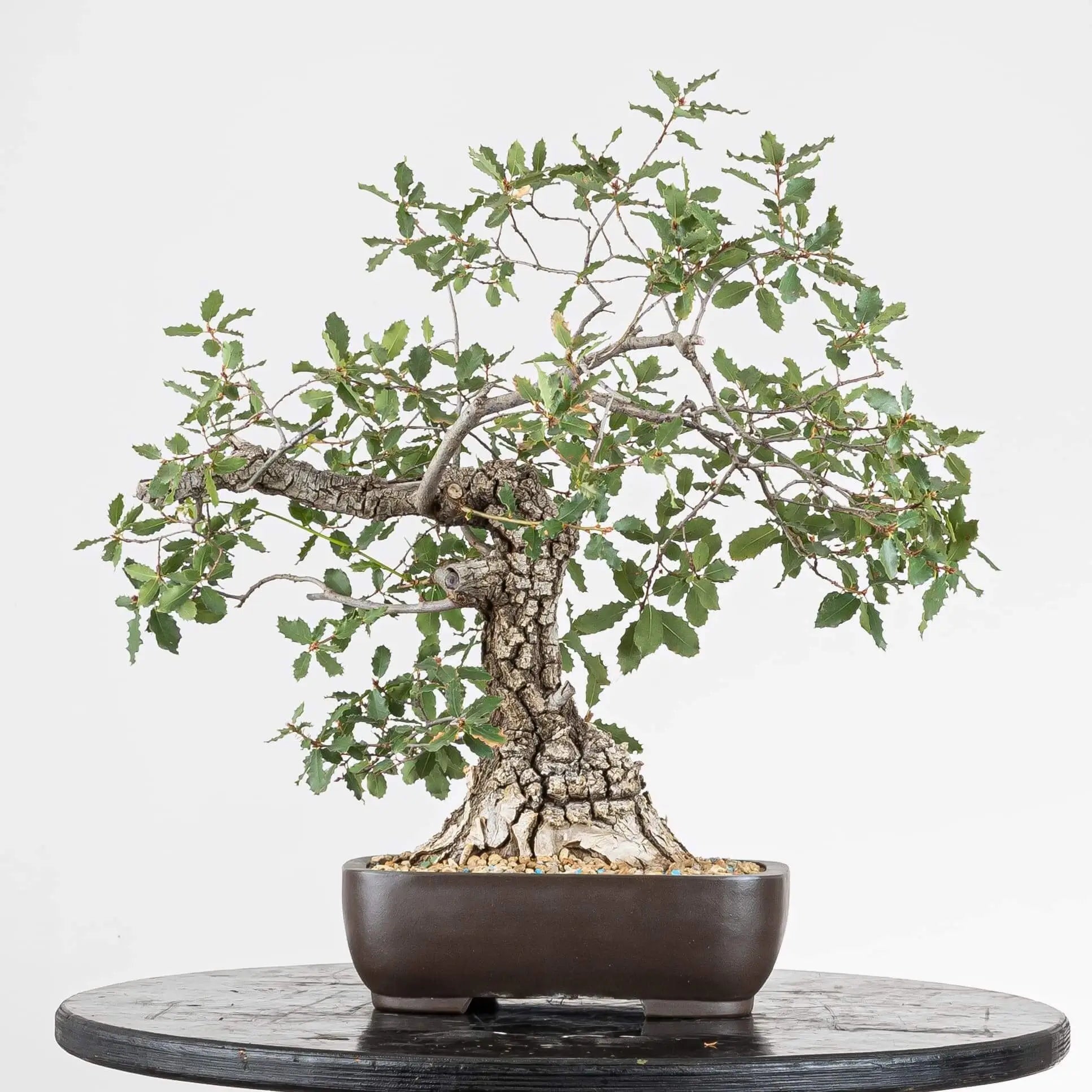 Cara trasera de araki de roble