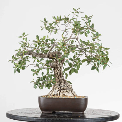 Cara trasera de araki de roble