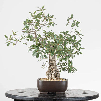 Cara derecha de bonsai de quejigo