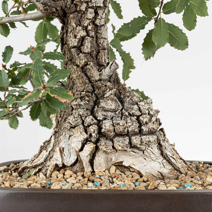 Detalle de nebari con mucha corteza de roble