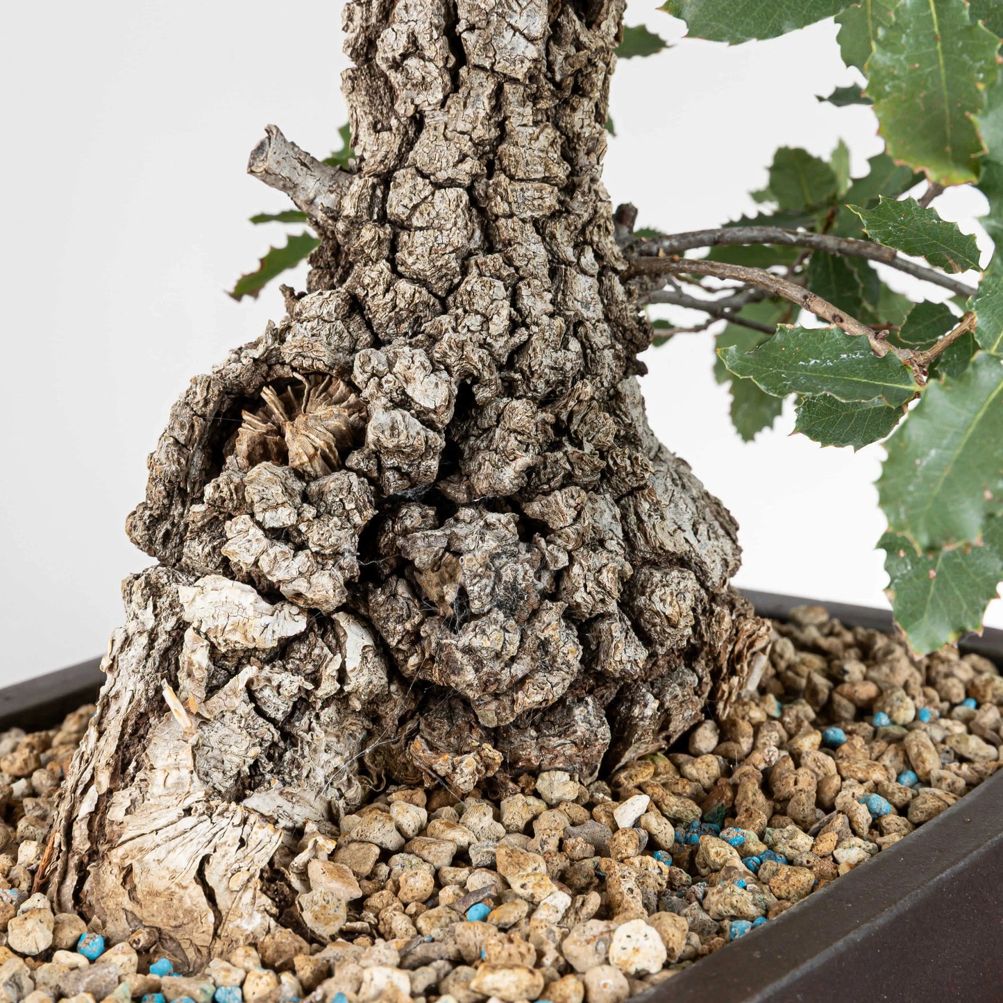 Detalle de tronco con mucha conicidad y corteza de bonsai de quercus