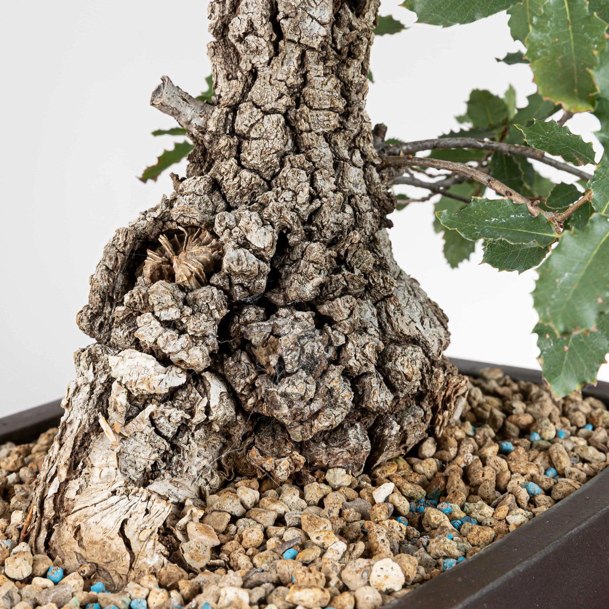 Detalle de tronco con mucha conicidad y corteza de bonsai de quercus