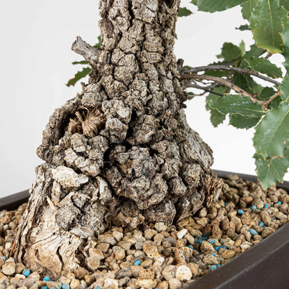 Detalle de tronco con mucha conicidad y corteza de bonsai de quercus