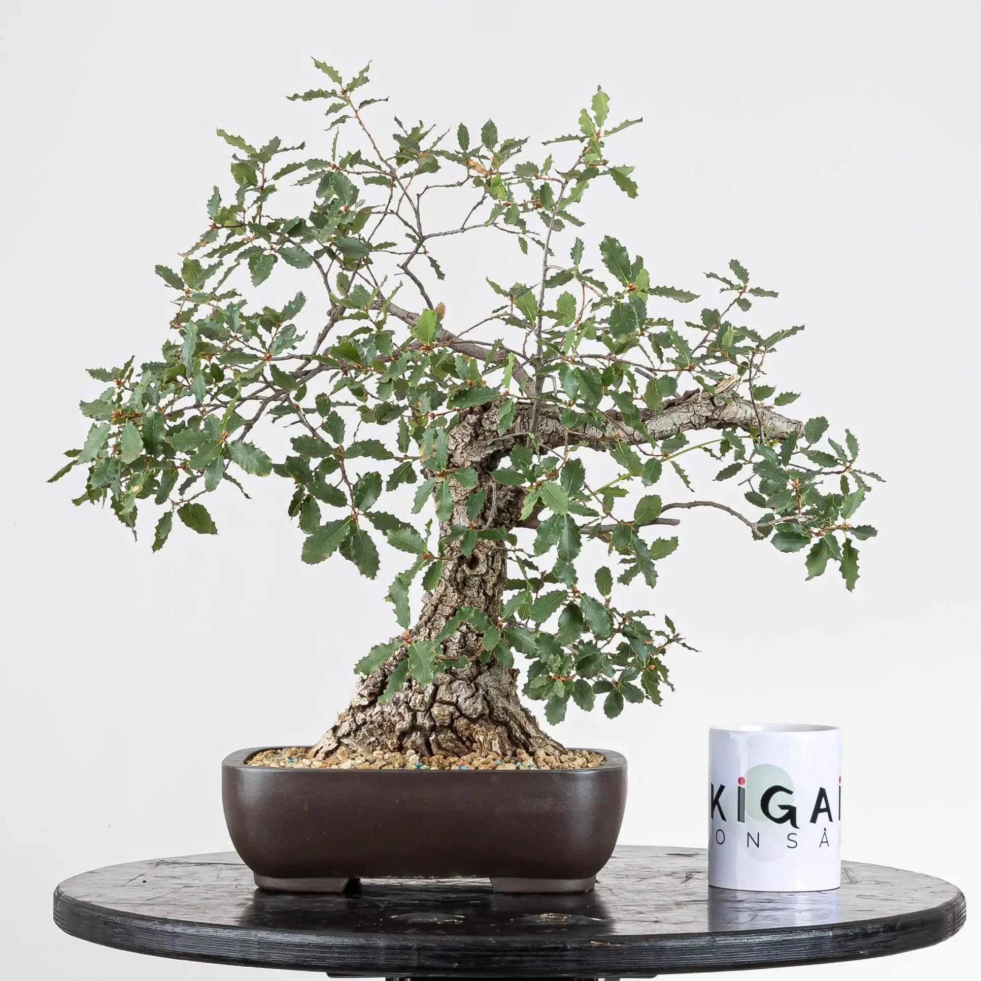 Comparativa de tamaño de bonsai de quercus con una taza de café de ikigai bonsai