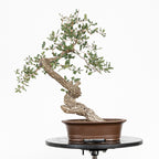 "Winding" Bonsai - Portuguese Oak (Quercus faginea)