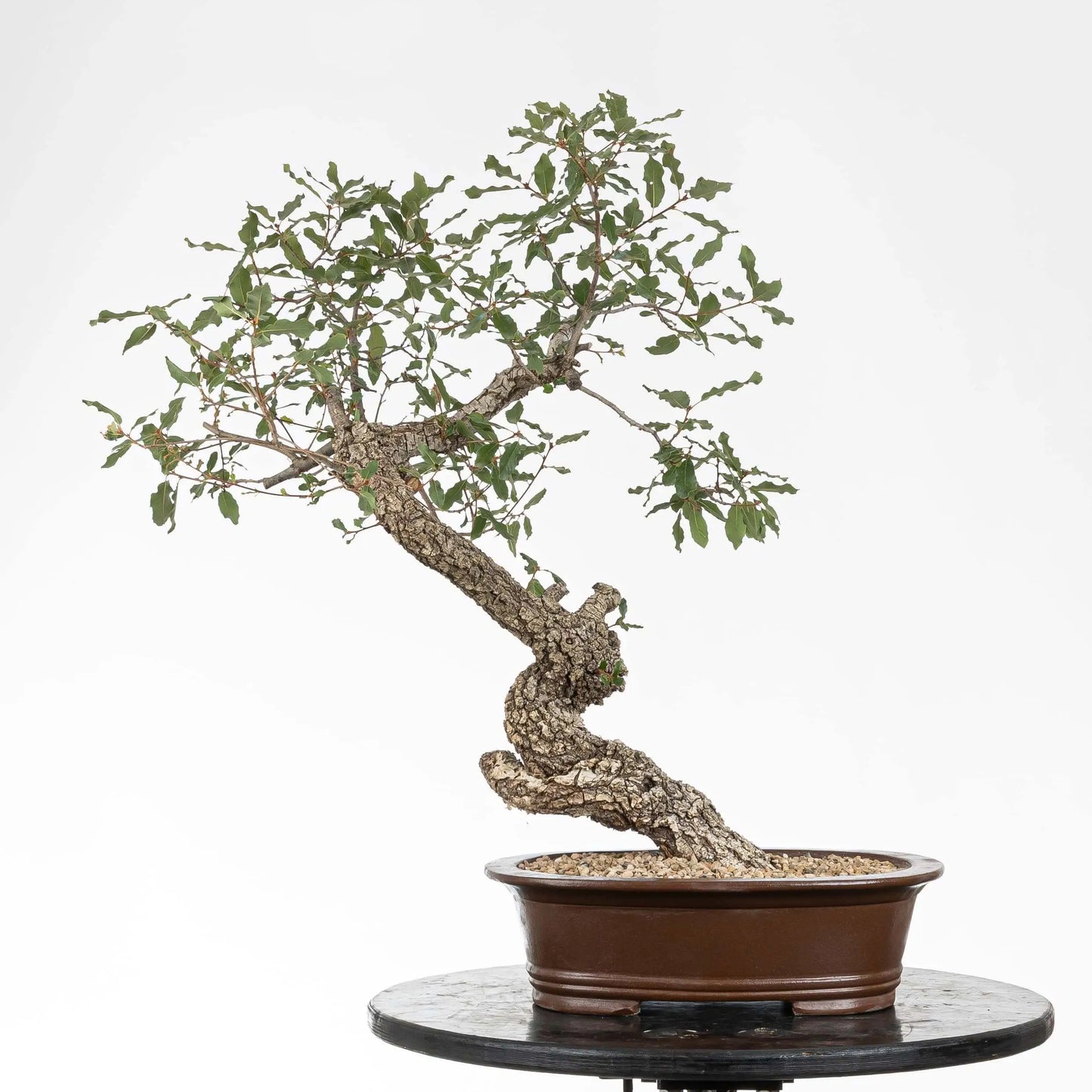 Frente de bonsai yamadori de roble con corteza y curvas para diseñar en estilo bunjin.