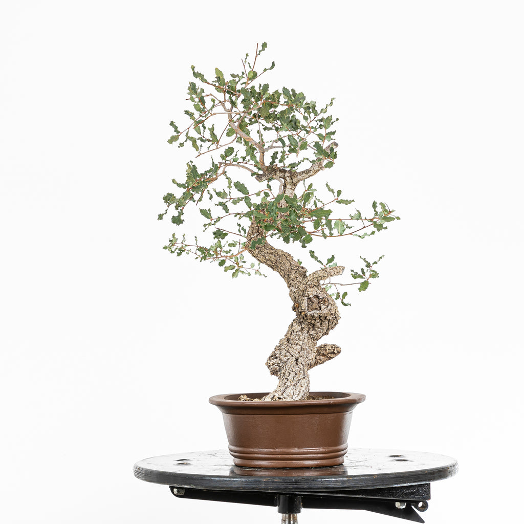 "Winding" Bonsai - Portuguese Oak (Quercus faginea)