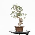 "Winding" Bonsai - Portuguese Oak (Quercus faginea)