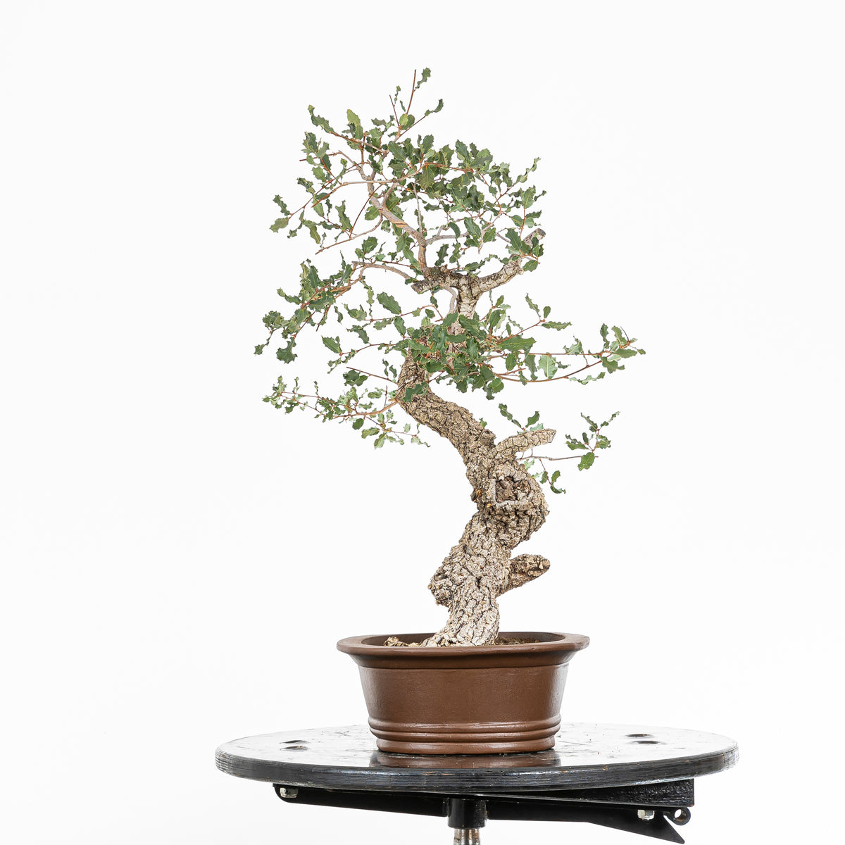 Bonsai "Serpeggiante" - Roverella (Quercus faginea)