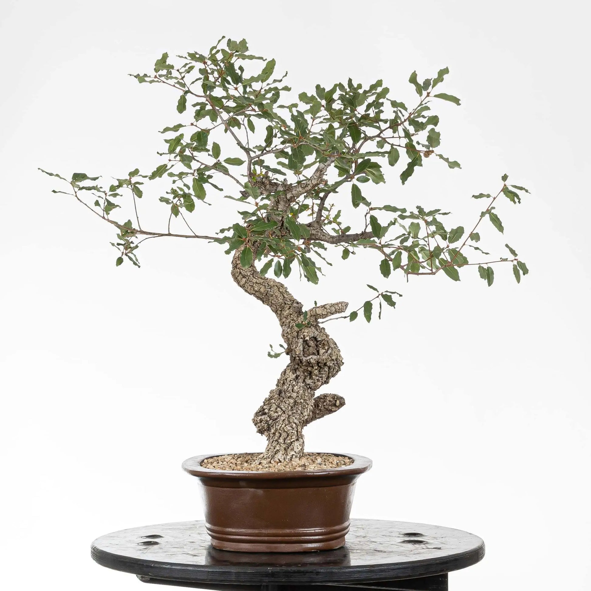 Cara derecha de bonsia de roble con corteza