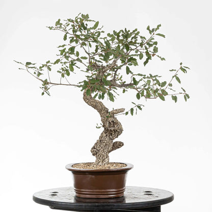 Cara derecha de bonsia de roble con corteza