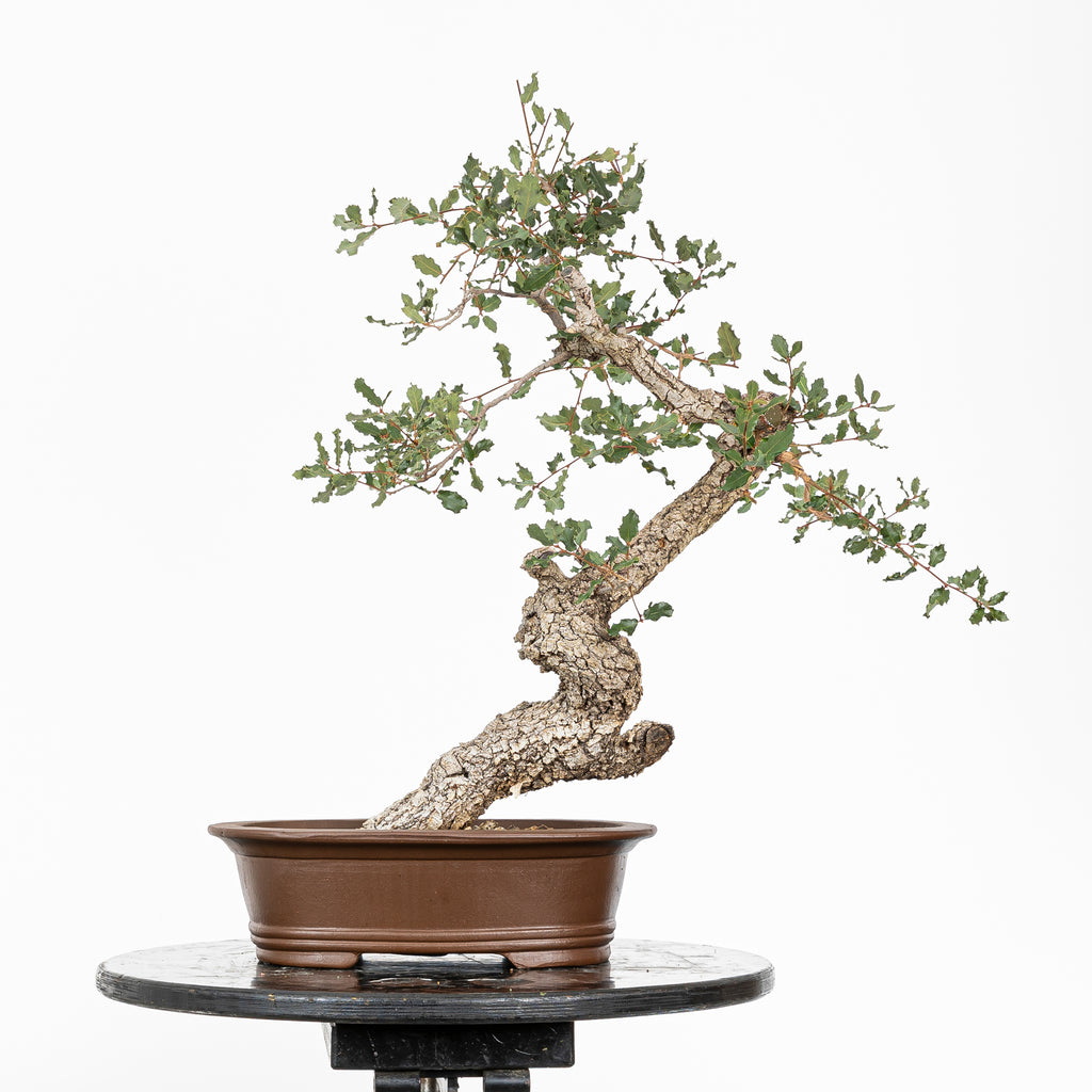 "Winding" Bonsai - Portuguese Oak (Quercus faginea)