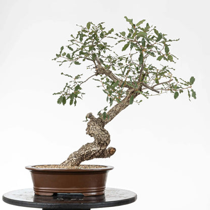 Cara trasera de roble con curvas y corteza