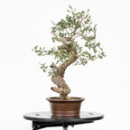 "Winding" Bonsai - Portuguese Oak (Quercus faginea)