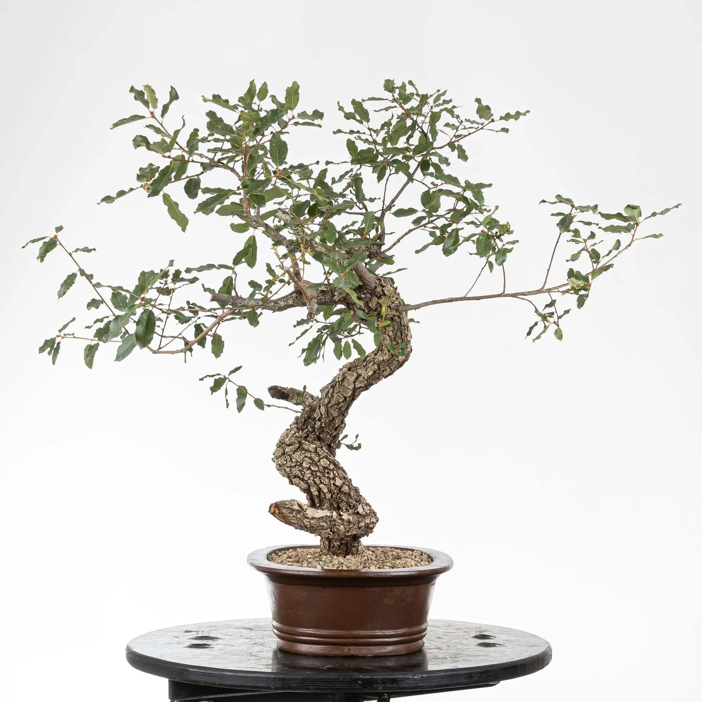 Cara izquiera de bonsái de quejigo  y maceta ovalada