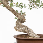 "Winding" Bonsai - Portuguese Oak (Quercus faginea)