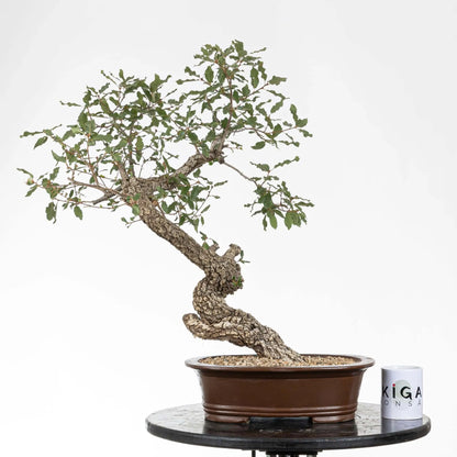 Comparativa de tamaño de bonsai de roble con taza de café de ikigai bonsái.