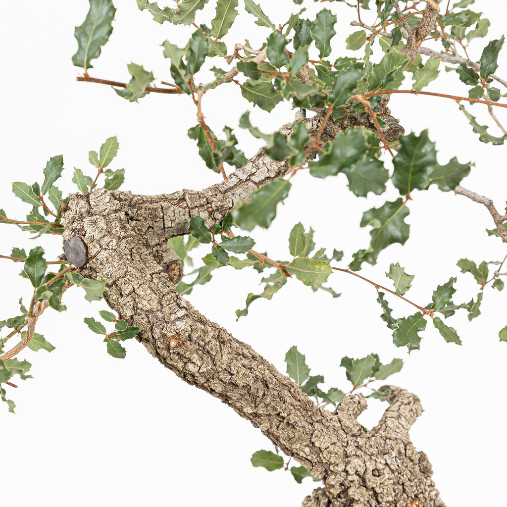 "Winding" Bonsai - Portuguese Oak (Quercus faginea)