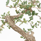 "Winding" Bonsai - Portuguese Oak (Quercus faginea)