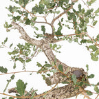 "Winding" Bonsai - Portuguese Oak (Quercus faginea)