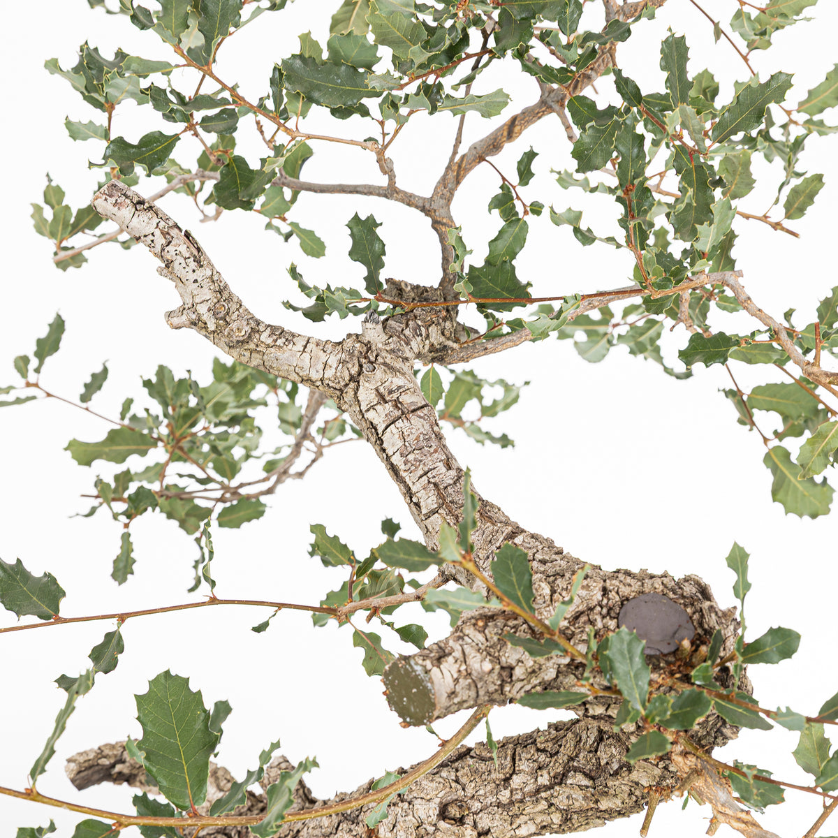 "Winding" Bonsai - Portuguese Oak (Quercus faginea)
