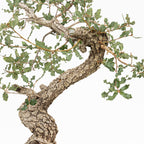 "Winding" Bonsai - Portuguese Oak (Quercus faginea)